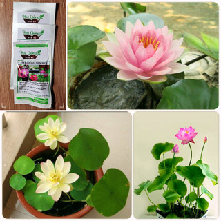 Hạt giống sen nhật mini - - bao nảy mầm