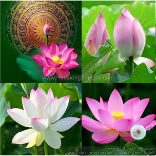 5 hạt giống sen hồng ta hạt giống hoa sen lớn