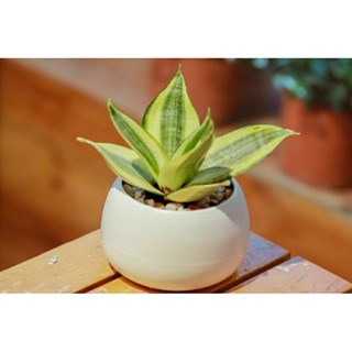 Cây lưỡi hổ để bàn hút tài lộc ( tặng đá trang trí )