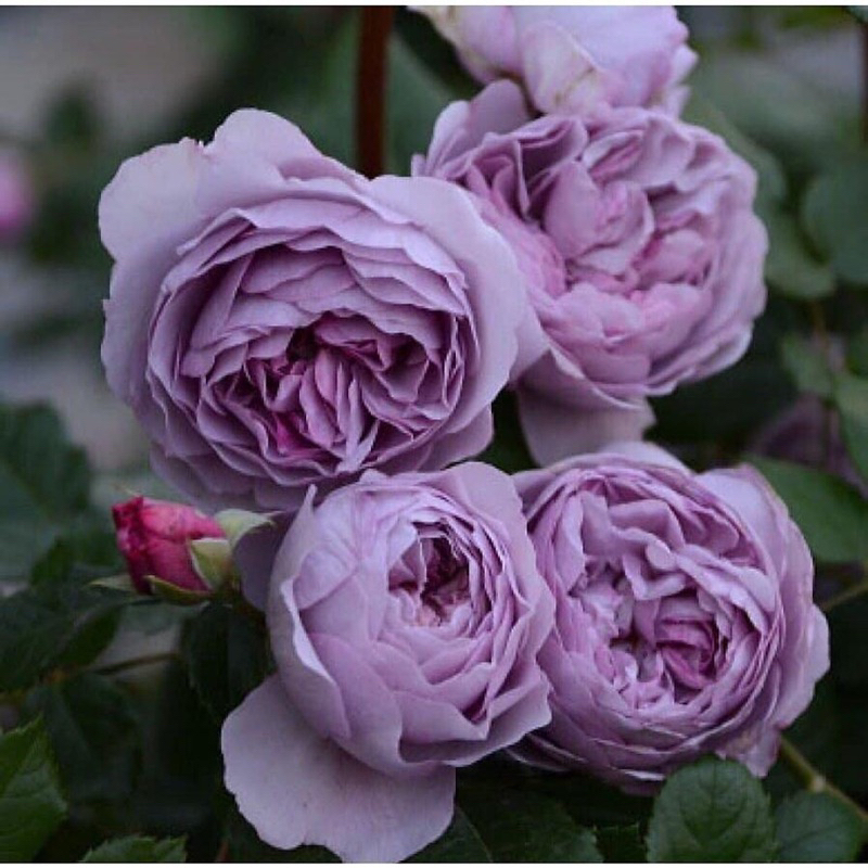 Cây hoa hồng bụi màu tím Blue storm - cây nguyên chậu cao 50-60cm. thienan22916