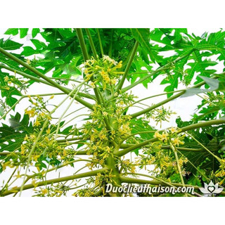 1kg lá đu đủ đực