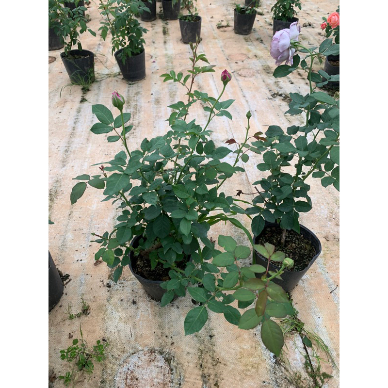 Cây hoa hồng bụi màu tím Blue storm - cây nguyên chậu cao 50-60cm. thienan22916
