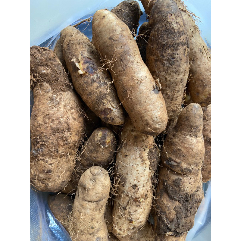 Khoai Từ  ngon, bùi, bỡ