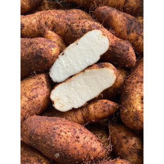 Khoai Từ (1kg) ngon, bùi, bỡ [Giao Toàn Quốc& Hoả Tốc Tại TpHCM]