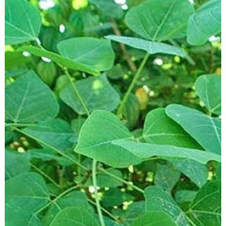 Vỏ Cây Vông Nem