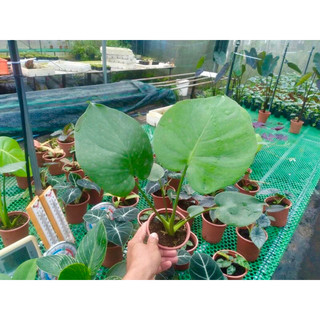 Trầu bà Nam Mỹ , trầu bà lá xẻ, Monstera Deliciosa, trang trí, kiểng lá, sân vườn, bàn làm việc