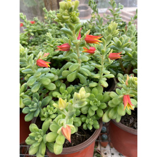 cây sen đá viền hồng var bụi to mặt trời var_🌱hàng sẵn