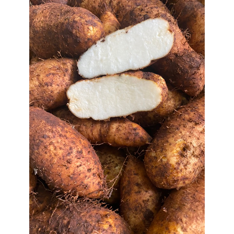 Khoai Từ  ngon, bùi, bỡ