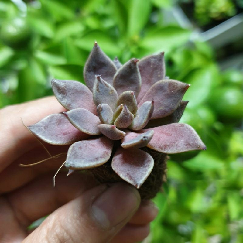 SEN ĐÁ MẶT TRĂNG SIZE VĨ 2 - 3CM - LỖI 1 ĐỔI 1