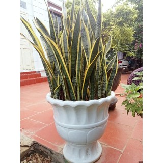 Lưỡi hổ viền vàng loại cao