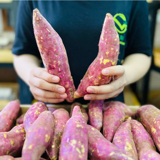 Vg farm khoai lang nhật đà lạt lâm đồng