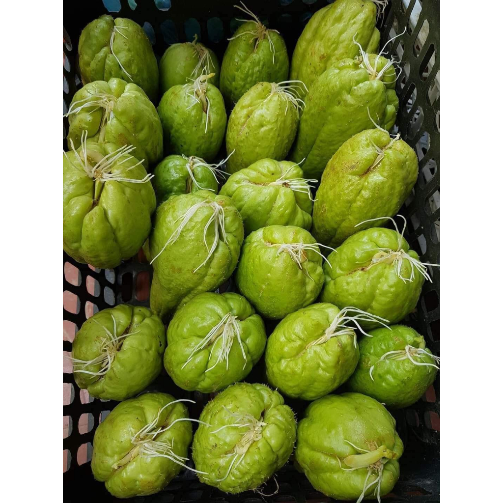 5 quả su su đã nứt mầm ra siêu ngọn và quả