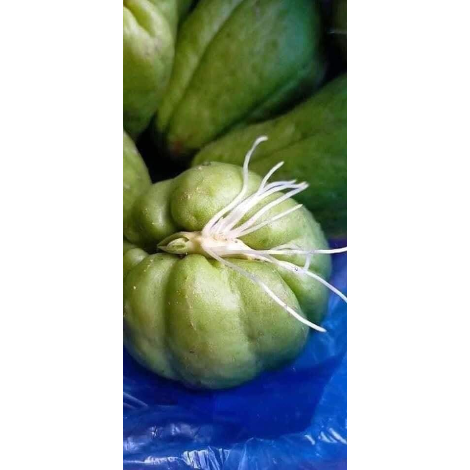 5 quả su su đã nứt mầm ra siêu ngọn và quả