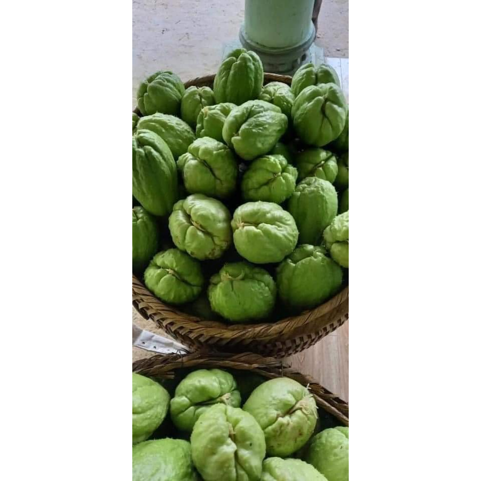 5 quả su su đã nứt mầm ra siêu ngọn và quả