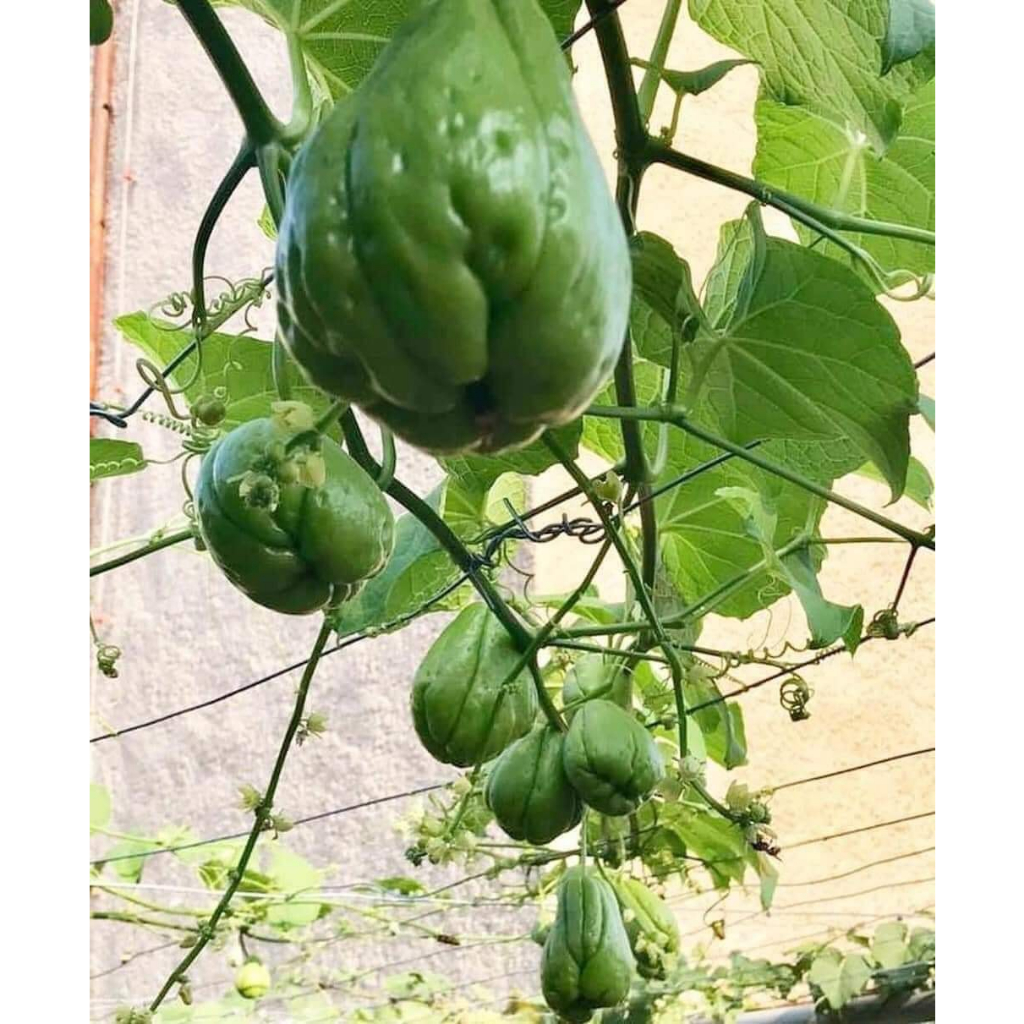 5 quả su su đã nứt mầm ra siêu ngọn và quả