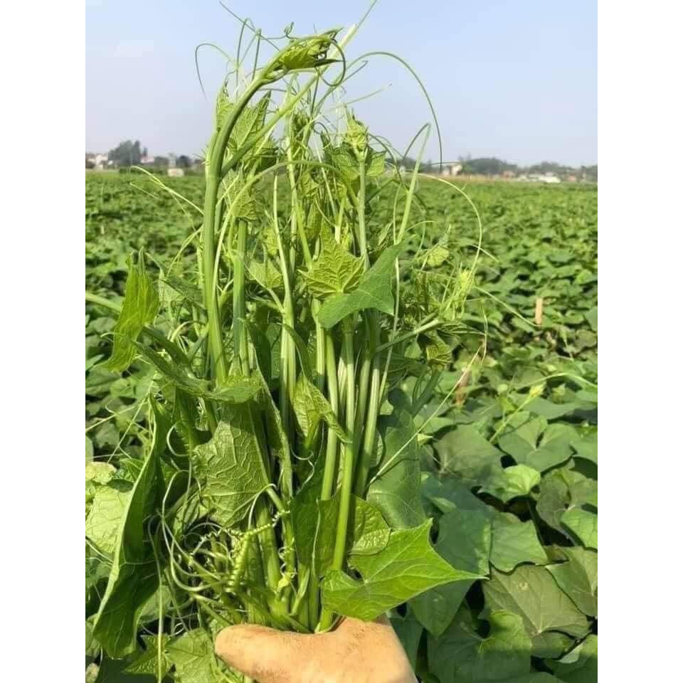 5 quả su su đã nứt mầm ra siêu ngọn và quả