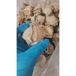 Vỏ ốc gai miệng rộng size 8, 9cm