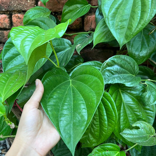 Lá trầu không 500g
