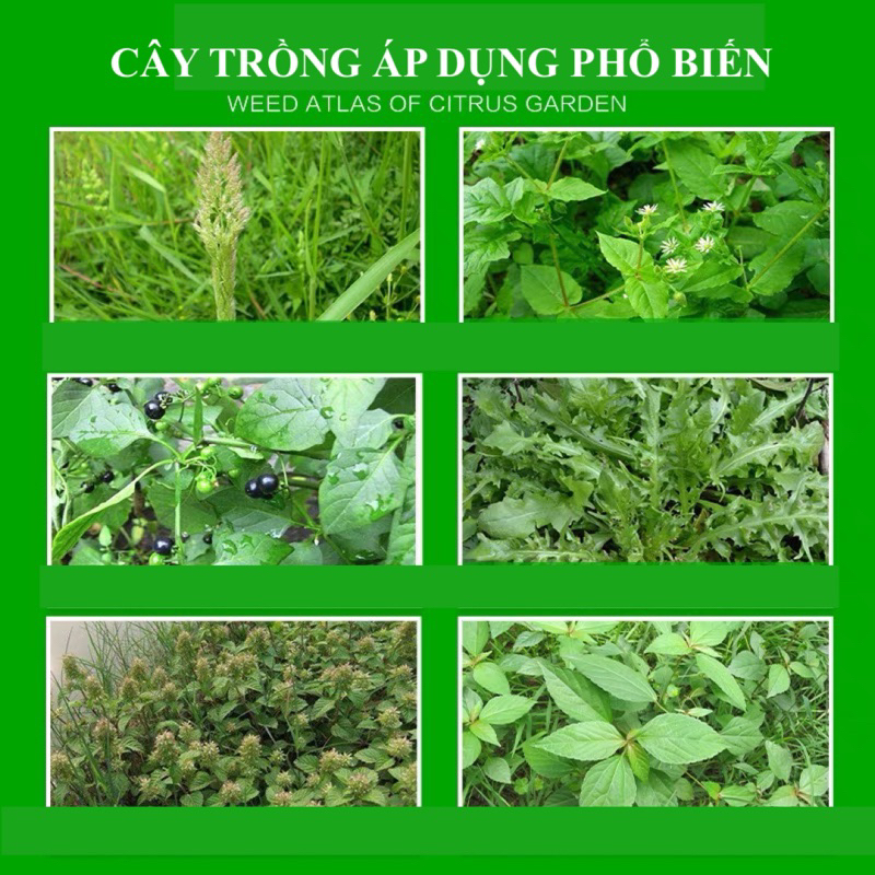 Thuốc phun cỏ lâu năm, cỏ dại hàng năm, cỏ tranh, cỏ mần trầu, cỏ gấu lưu dẫn Trung Quốc 50g