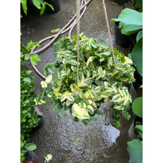 Cây Thài Lài Var lá đốm chậu treo như hình