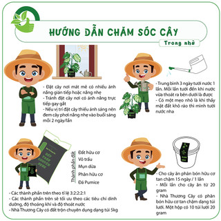 ĐUÔI CÔNG LANCIFOLIA