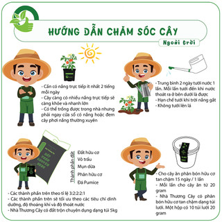Nhà Thương Cây - CÓC THÁI| CÂY CÓ TRÁI