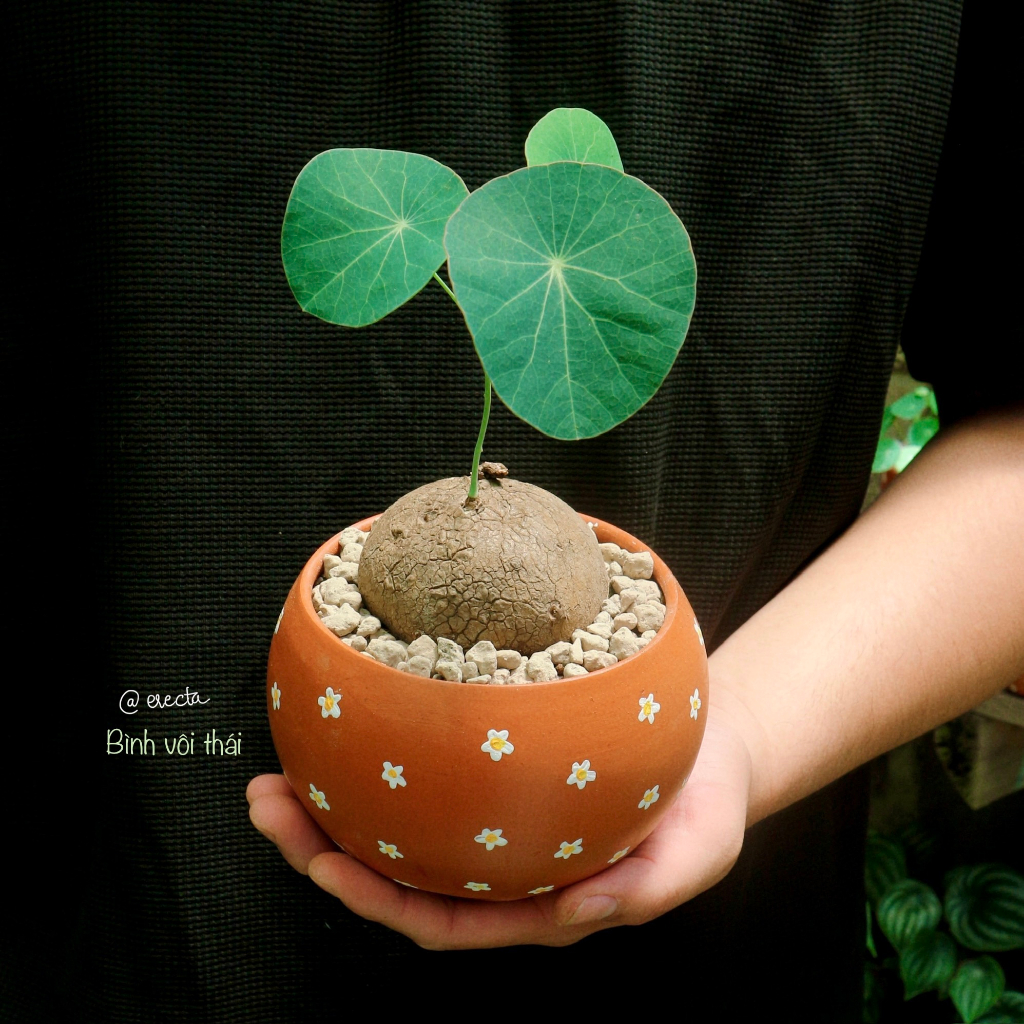 Củ bình vôi chuẩn Thái  | Stephania Erecta nhập trực tiếp Thái Lan