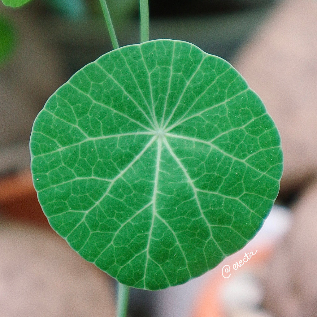 Củ bình vôi chuẩn Thái  | Stephania Erecta nhập trực tiếp Thái Lan