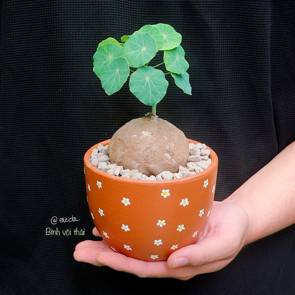 Củ bình vôi chuẩn Thái  | Stephania Erecta nhập trực tiếp Thái Lan