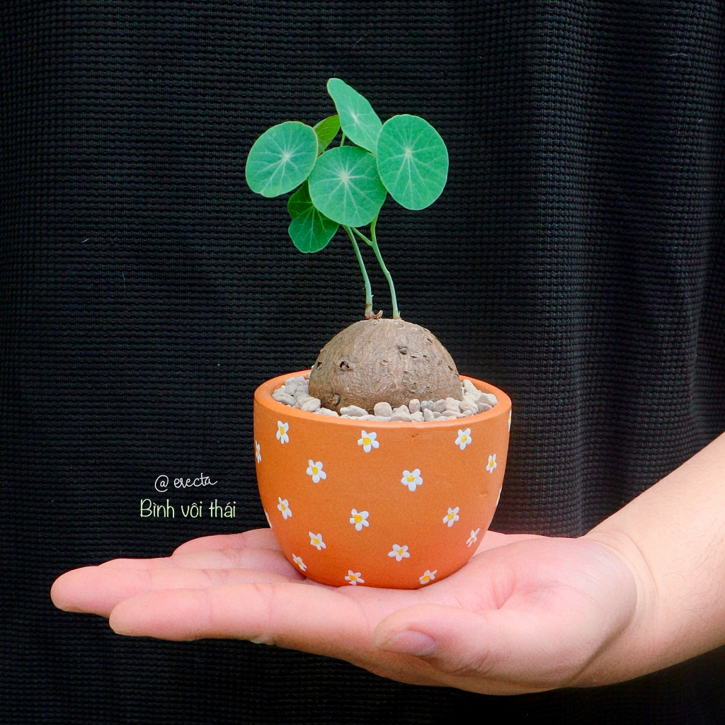 Củ bình vôi chuẩn Thái  | Stephania Erecta nhập trực tiếp Thái Lan