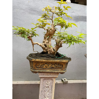 khuôn đúc chậu chữ nhật 25 (khuôn chậu ABS có long trong)