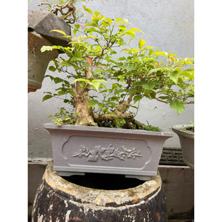 khuôn đúc chậu chữ nhật 25 (khuôn chậu ABS có long trong)
