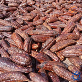 Chuối hột rừng Tây Bắc chín ngâm rượu loại 1, phơi sấy khô từ chuối hột, hạt rừng tươi, quả chín cây tự nhiên