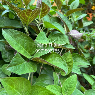 Lá mơ lông tía tươi, khô (chỉ giao miền Bắc )