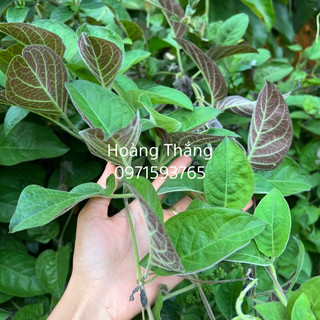 Lá mơ lông tía tươi, khô (chỉ giao miền Bắc )