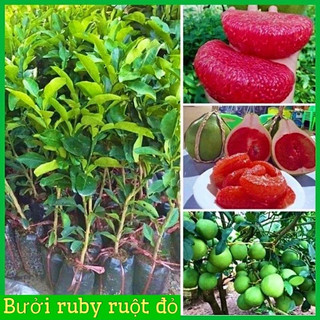 Cây giống bưởi ruby ruột đỏ không hạt Thái Lan