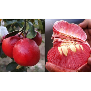 cây giống bưởi ruby ruột đỏ không hạt Thái Lan