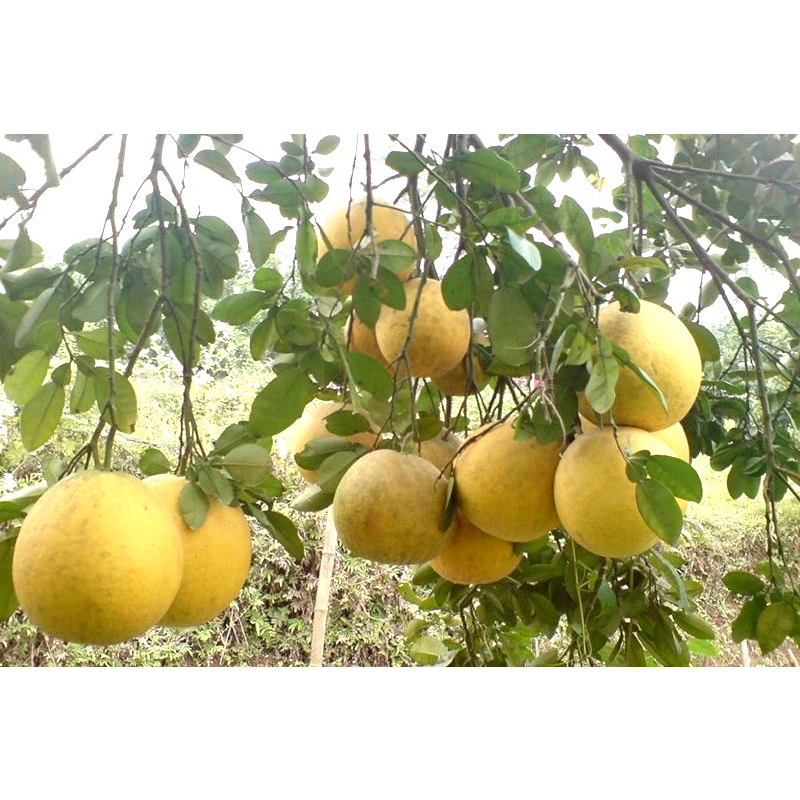 Cây giống bưởi đào đường cổ cực ngọt