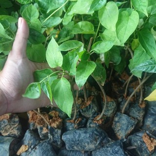 Cây thiên lý giống