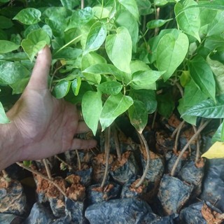 Cây thiên lý giống (Combo 3 cây)