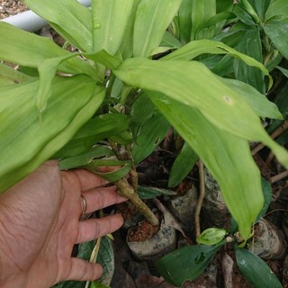 Combo 5 cây Sâm Cau giống