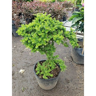 Cây Linh Sam hạt gạo .chỉ ship miền nam do cây dễ bj rụng lá(tặng kèm phân bón)