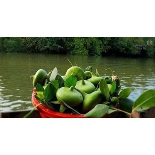 1kg bần dùng để chắm mắm