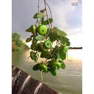 1kg bần dùng để chắm mắm