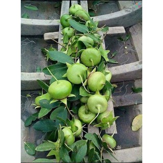 1kg bần dùng để chắm mắm