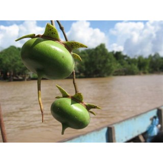 1kg bần dùng để chắm mắm