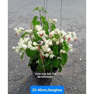 Hoa ngọc nữ, cây đang hoa.
