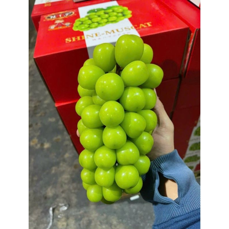 🍇🍇NHO ĐEN MỸ