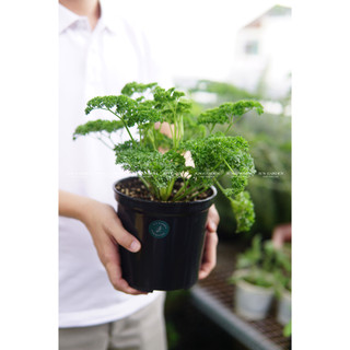 TẶNG 01 Cây Thảo Mộc Và Gia Vị Âu - Jun Garden (Đọc mô tả sản phẩm)