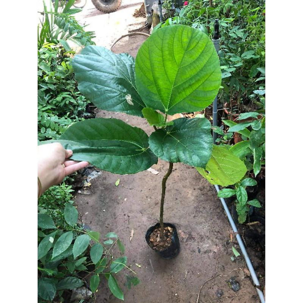 Cây vả mật cây giống khỏe phát triển tốt dễ trồng & chăm sóc phù hợp khí hậu nhiều vùng miền